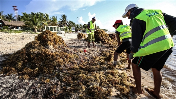 seaweed quintana roo1