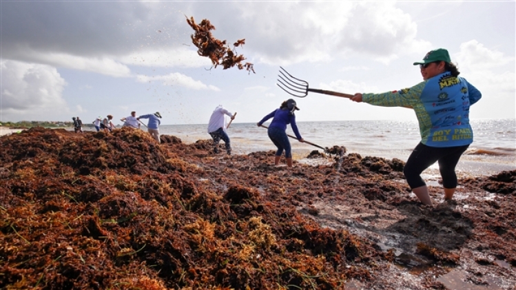 seaweed quintana roo2