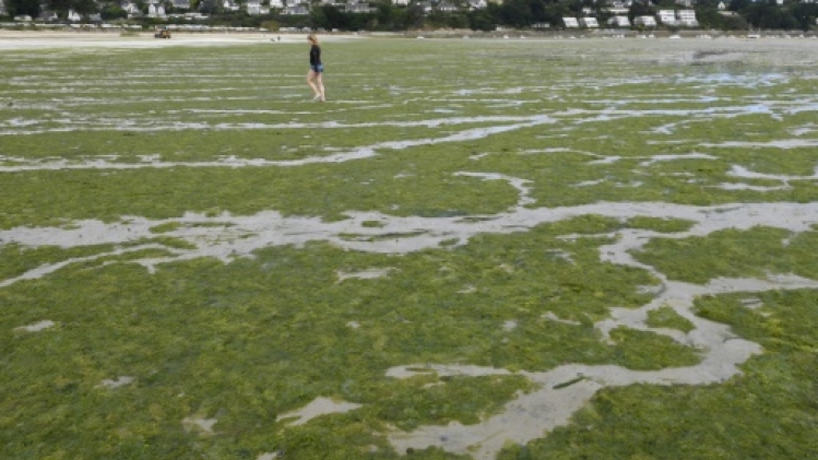Algues vertes: une bande dessinée jette un pavé dans la mare