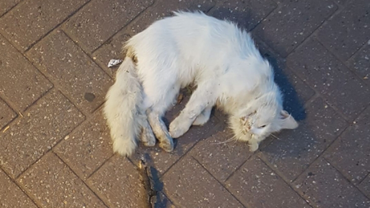 Le frère de Célia a retrouvé un chat tabassé à mort dans un parc de Charleroi: Si vos animaux sortent dans cette zone, faites attention à eux