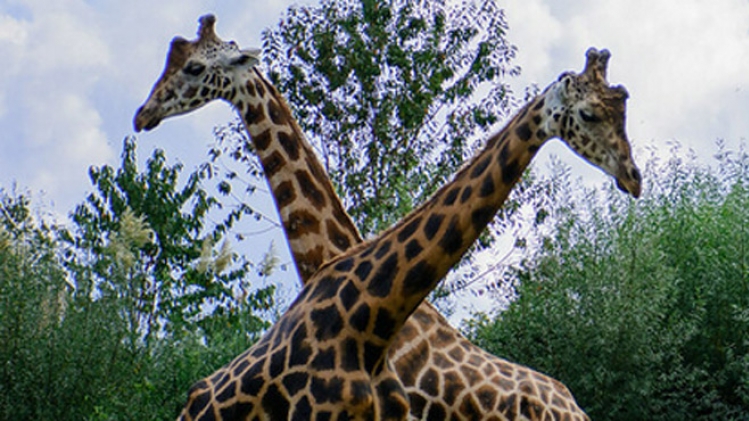 girafes