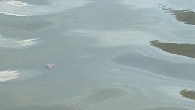 canards-morts-wemmel-2