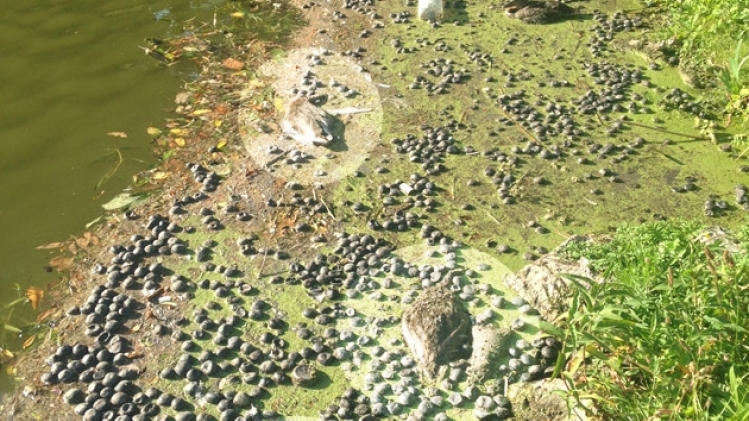 canards-morts-wemmel