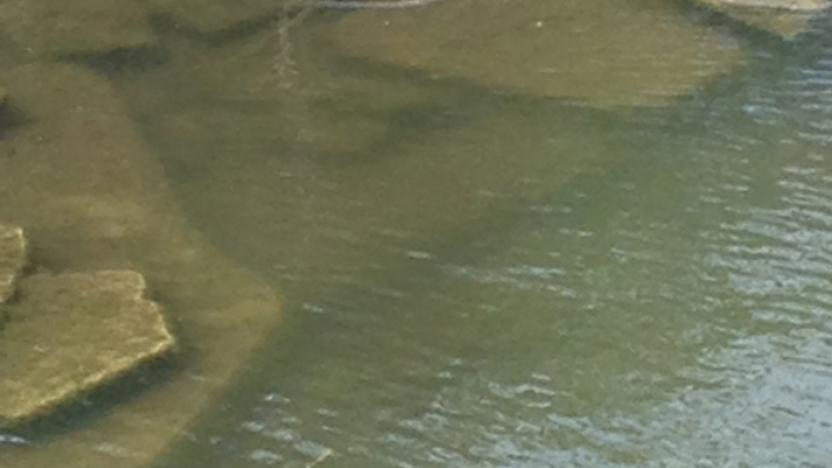 canards-morts-wemmel-3