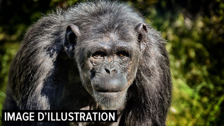 chimpanze-pixabay-illu