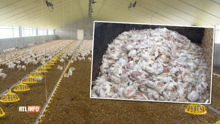 0poulets-volaille-chaleur-eleveurs-canicule