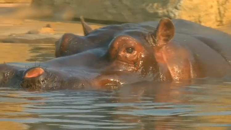 hippo