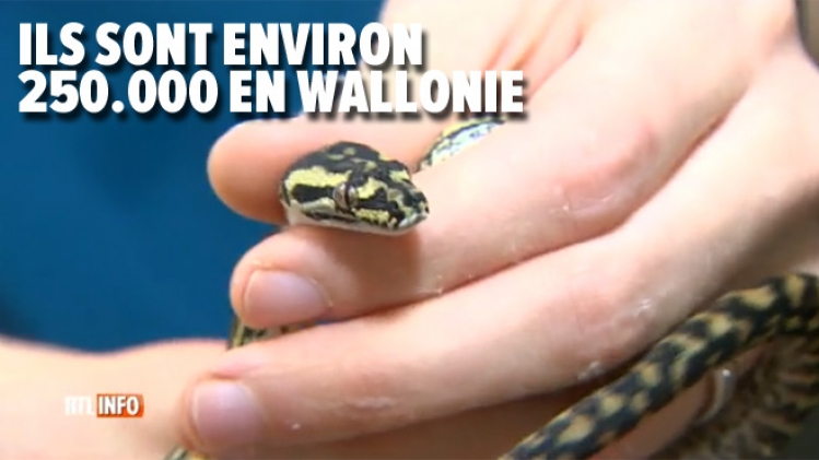 Les Belges de plus en plus séduits par les NAC: qu'est-ce qui les pousse à adopter ces espèces exotiques? (vidéo)