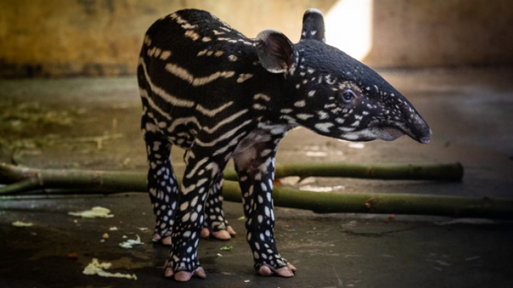 tapir1