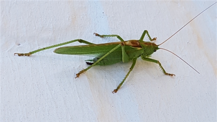 grande sauterelle verte philippe