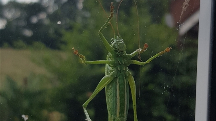 grande-sauterelle-luc