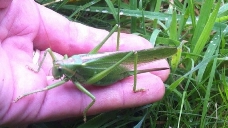 grande-sauterelle-auré