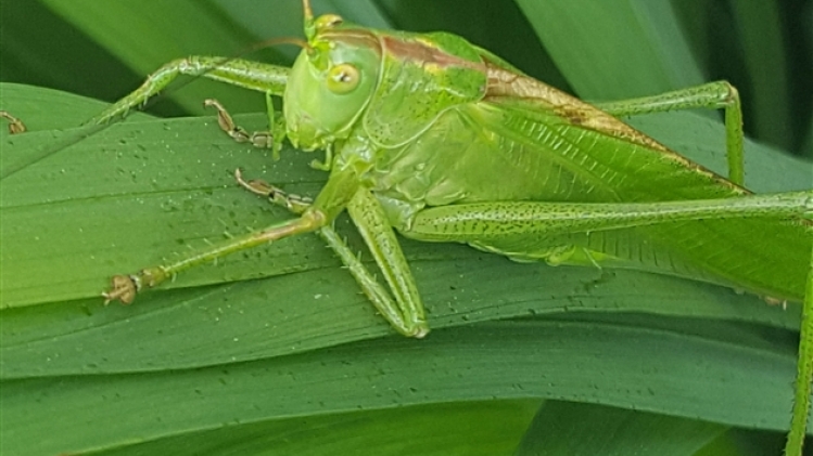 grande-sauterelle-vaneyken