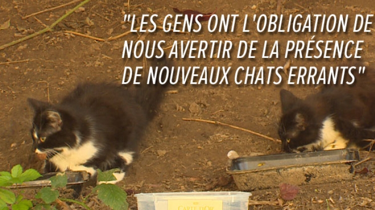 chats