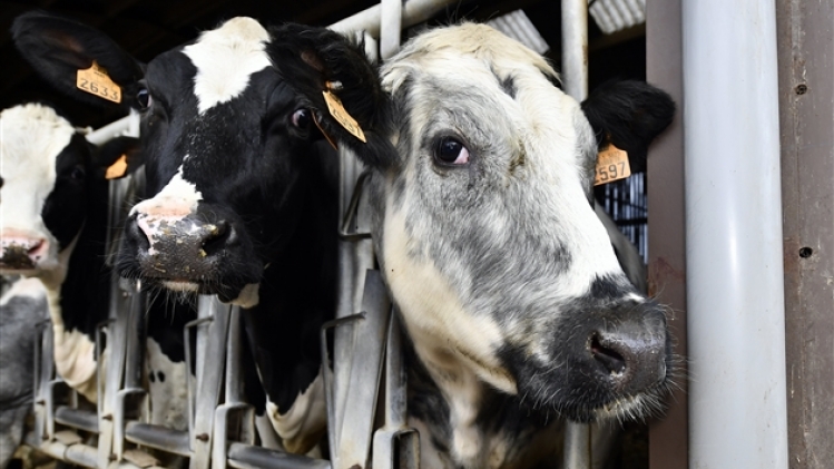 bioethanol-vache-agriculteur-ble