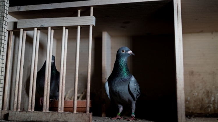 belgaimage-155051159