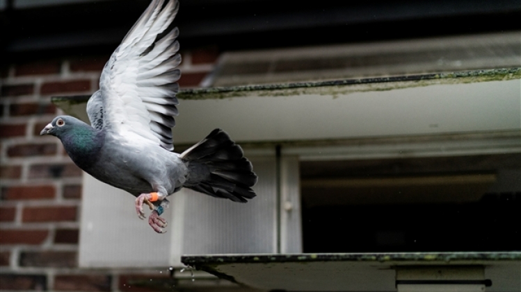 belgaimage-155051166