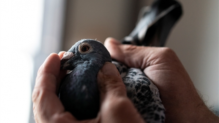 belgaimage-155051171