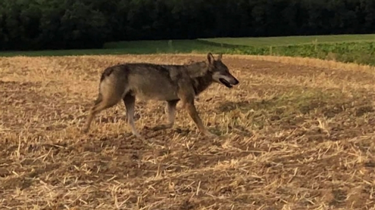 grab_20190907_115605_531