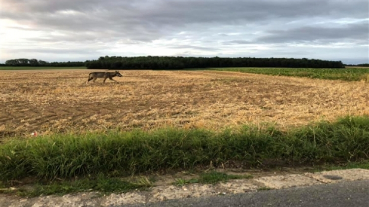 grab_20190907_115608_531