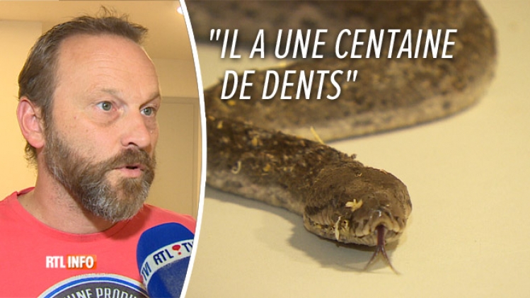 0python-liege-animal