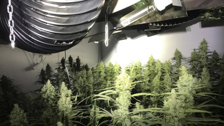 plantation-cannabis