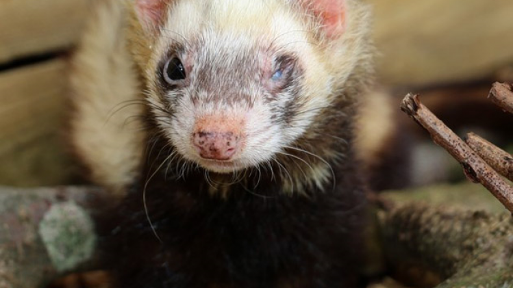 furet-codys-ferret-4