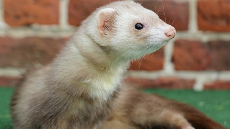 furet-codys-ferret-3