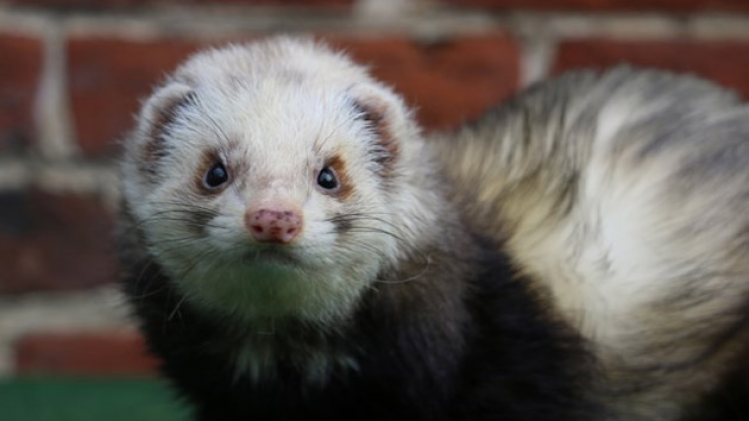 furet-codys-ferret-2