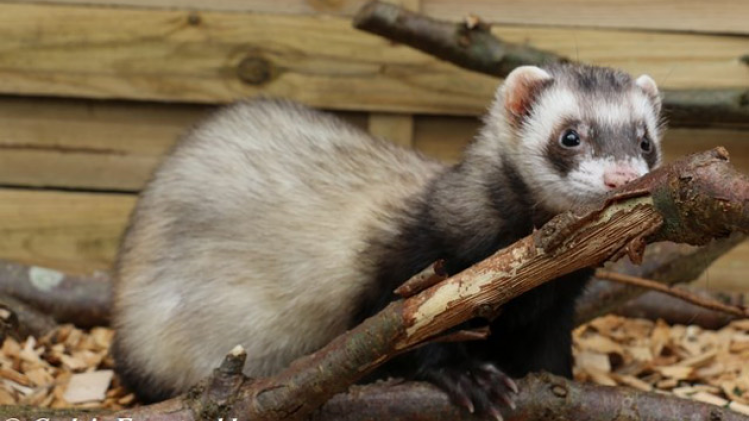 furet-codys-ferret-1
