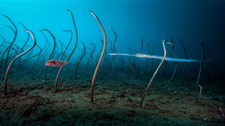 © david doubilet - wildlife photographer of the year