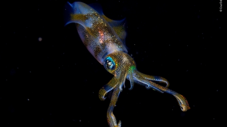 © cruz erdmann - wildlife photographer of the year