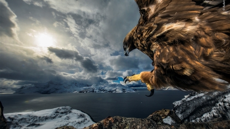 © audun rikardsen - wildlife photographer of the year