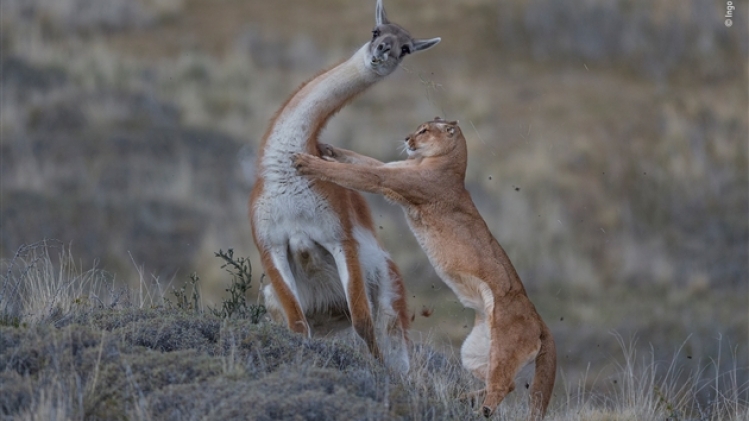 © ingo arndt - wildlife photographer of the year