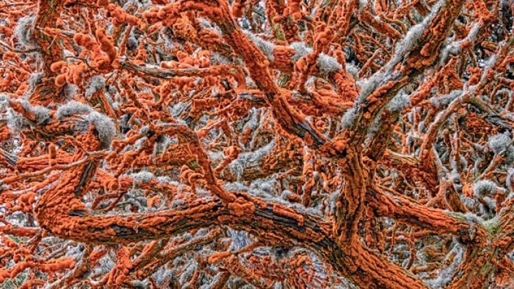 © zorica kovacevic - wildlife photographer of the year