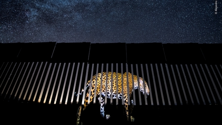 © alejandro prieto - wildlife photographer of the year