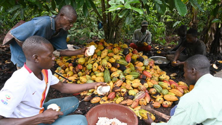 cote-ivoire-cacao-planteurs-afp-630-px
