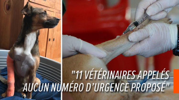 urgences-veterinaires