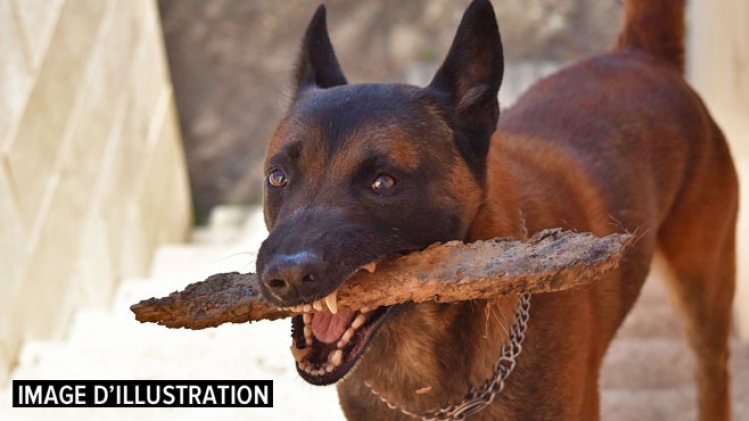 chien militaire autriche soldat