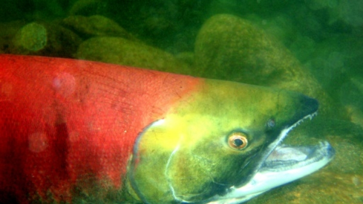 Filet contre canne: la pêche au saumon de l'Adour au cœur d'un procès