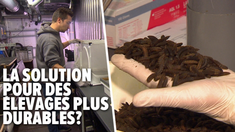 0inesectes-animaux-elevages