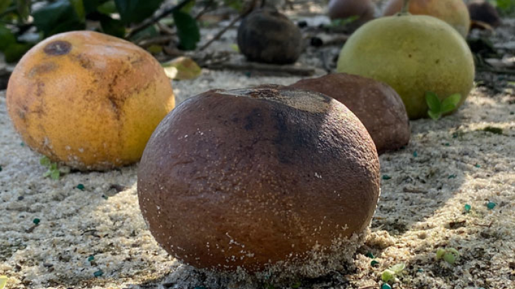 BELGAIMAGE-158901395