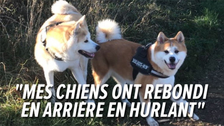 chiens-mons