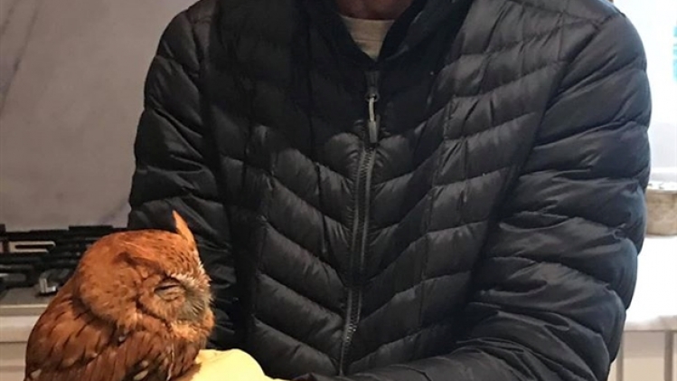 hibou photo capture1