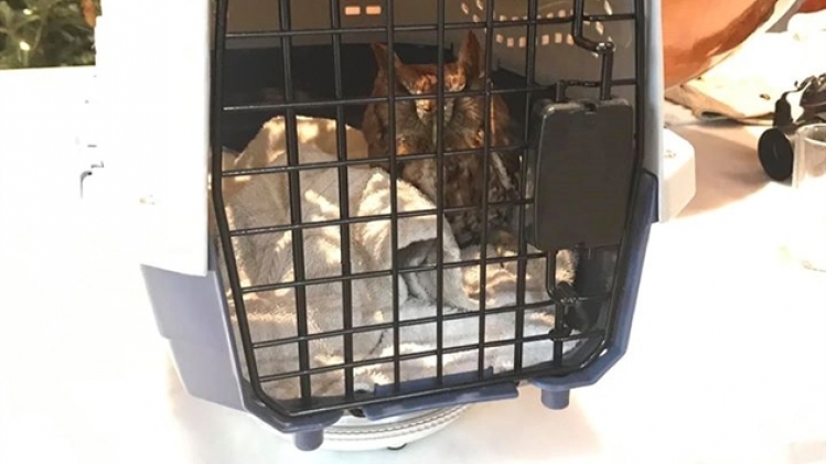 hibou photo capture2