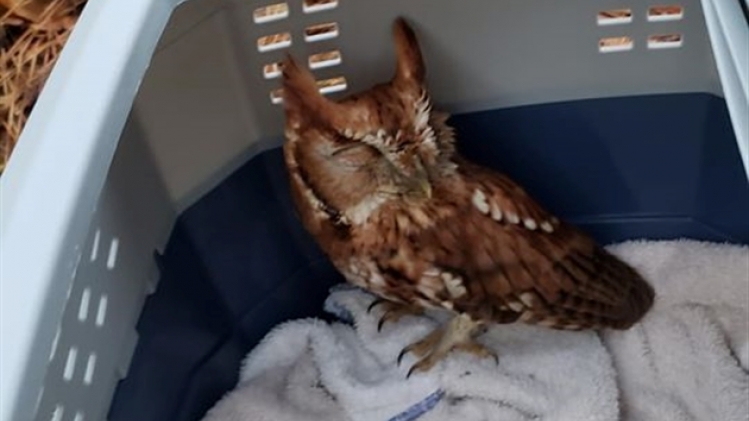 hibou photo relache1