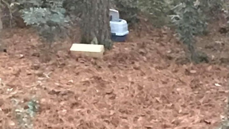 hibou photo relache2