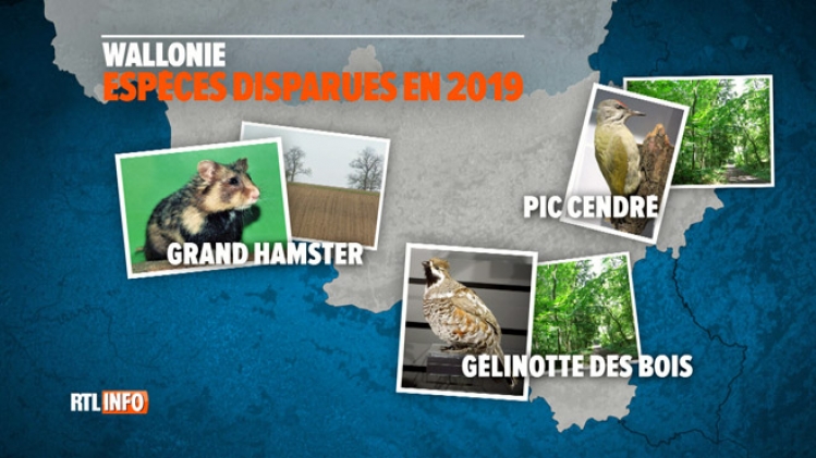 0animaux-disparus-wallonie-nature-rtlinfo