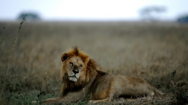 Afrique du Sud: arrestation de quatre individus pour vente illégale de pattes de lions