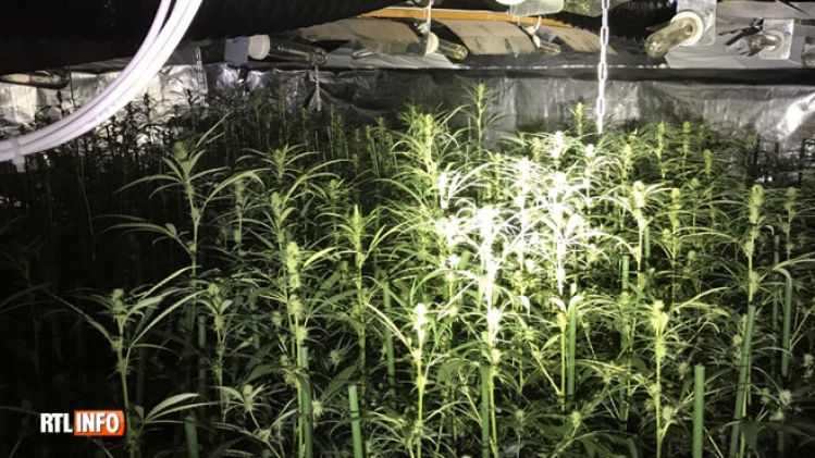 Le meilleur électricien des plantations de cannabis devant la justice: Il faisait arriver le courant de manière totalement illégale